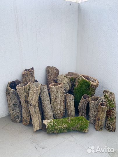 Цилиндры пробкового дуба