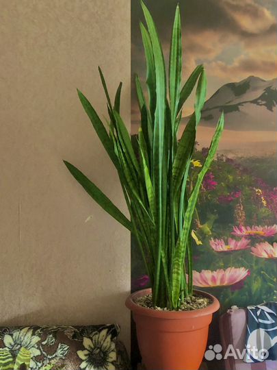 Сансевиерия (щучий хвост)