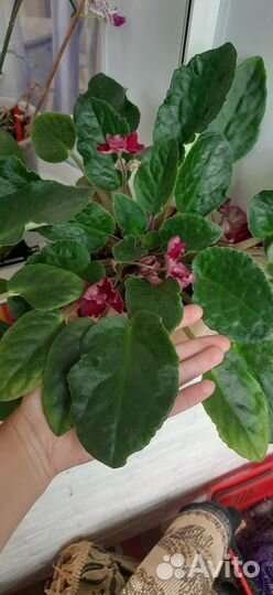 Сортовые фиалки Гиганты