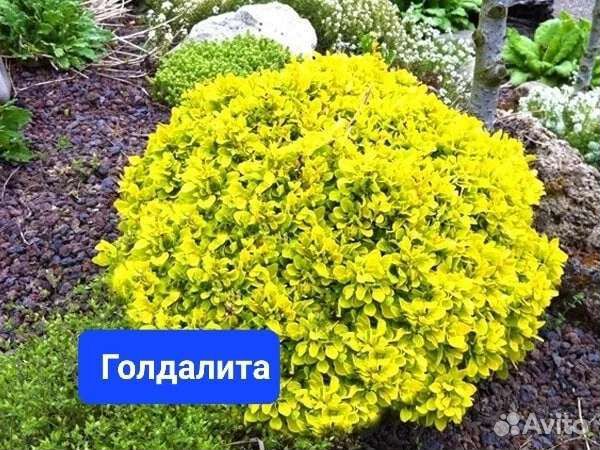 Саженцы барбариса