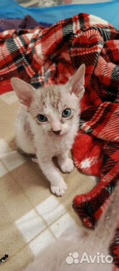 Котята сфинкс
