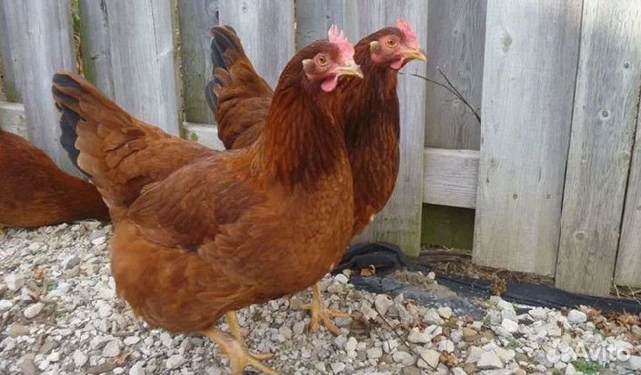 Куры несушки