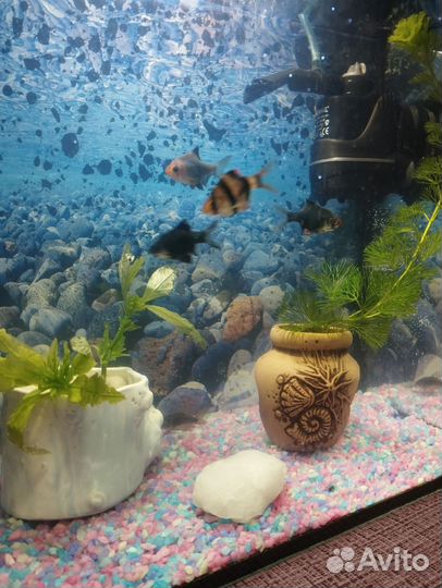 Аквариумные рыбки