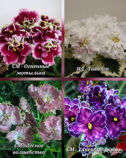 Детки сортовых фиалок