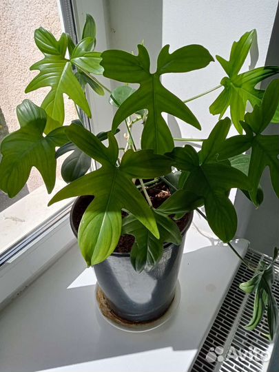 Филодендроны