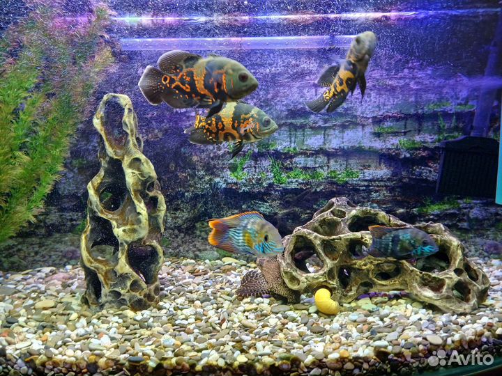 Аквариум