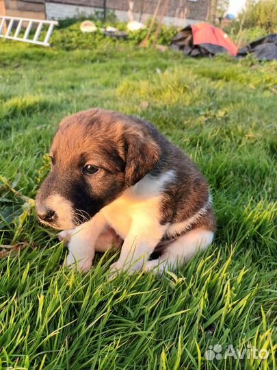 Фокстерьер