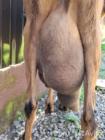 Нубийская коза