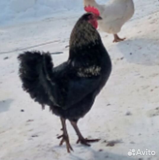 Молодые петухи