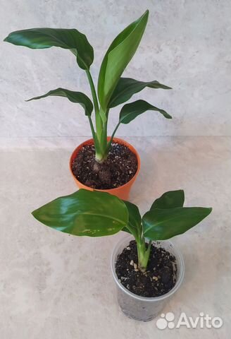 Стрелиция королевская регина купить в Перми | Товары для дома и дачи ...