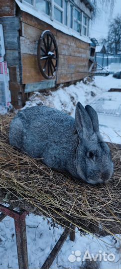 Кролики полтавское серебро