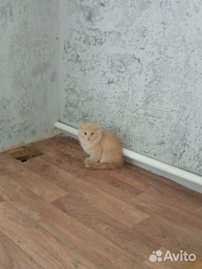 Котята в добрые руки приучены к лотку