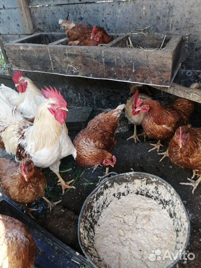 Куры несушки