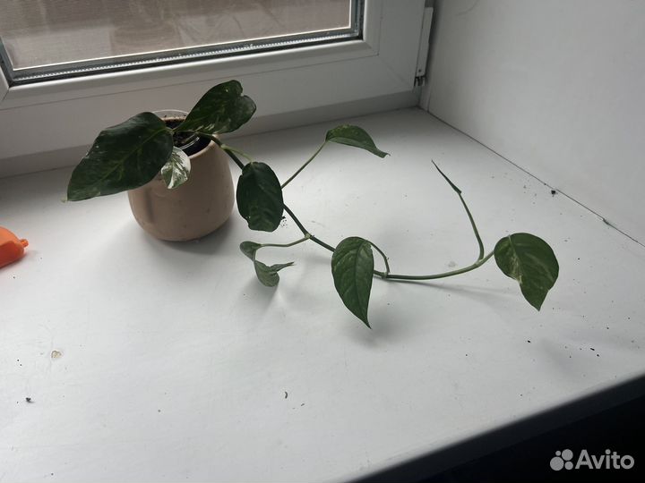 Комнатные растения