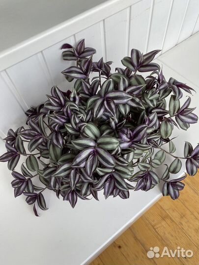 Традесканция зебрина