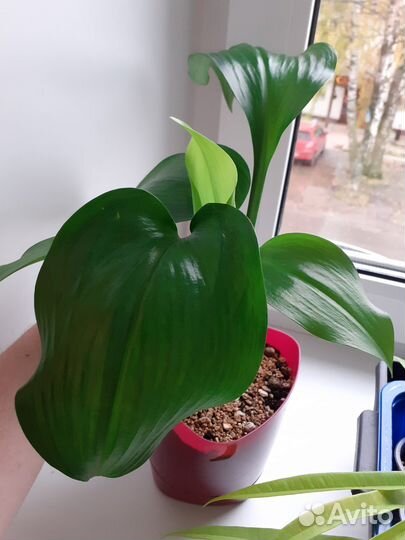 Комнатные цветы