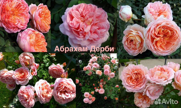 Роза Абрахам Дерби