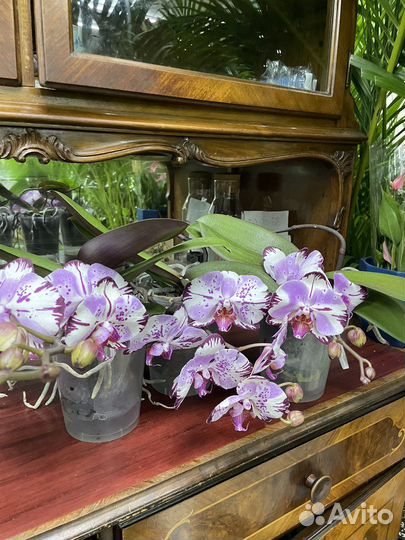 Орхидея ампельная