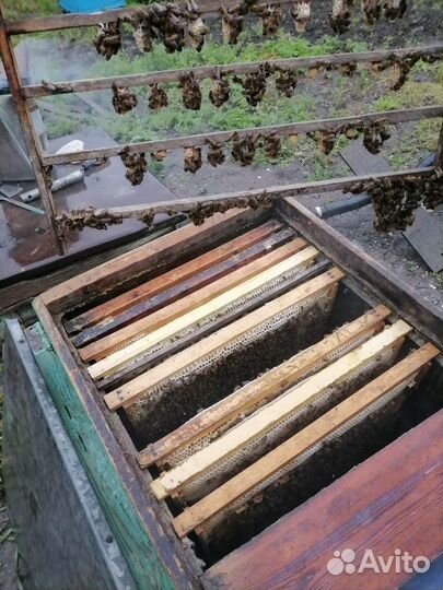 Пчелопакет или рамки с расплодом