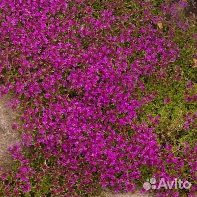 Тимьян (Чабрец, Чабер) ползучий Coccineus Саженцы