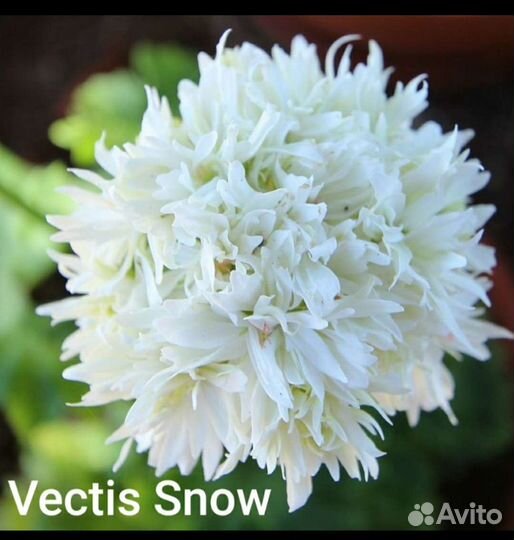 Стеллары зонартики Герань пеларгония