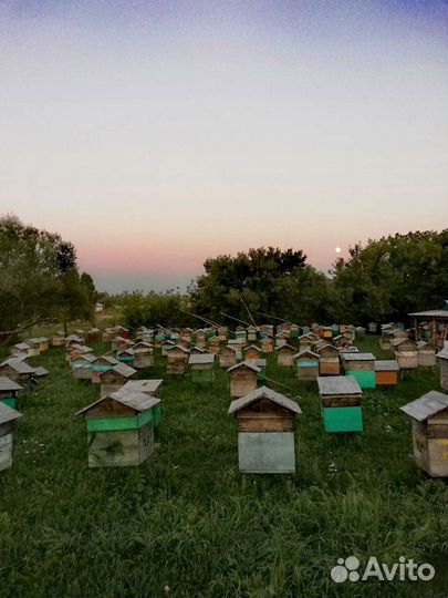 Сушь,магазины улья