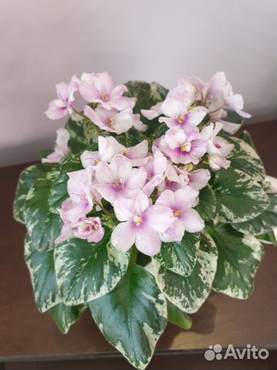 Мини фиалки