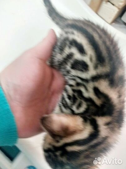 Бенгалы красочные леопарды