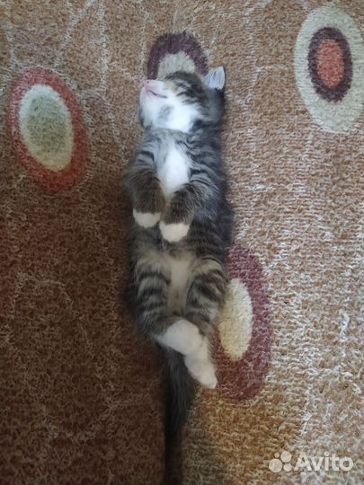 Шотландская