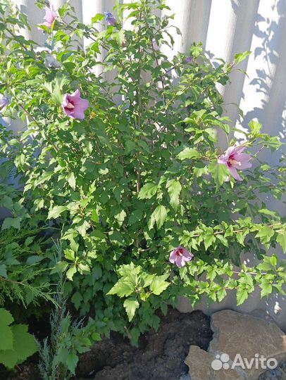 Юкка и много других декоративных растений