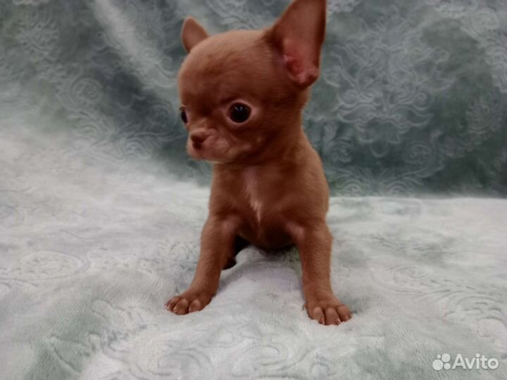 Чихуахуа мини мальчик