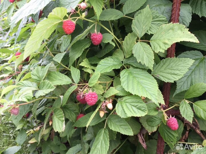 Красная ремонтантная малина