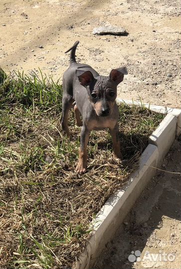 Чудо детки агт