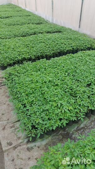 Рассада помидор и огурцов