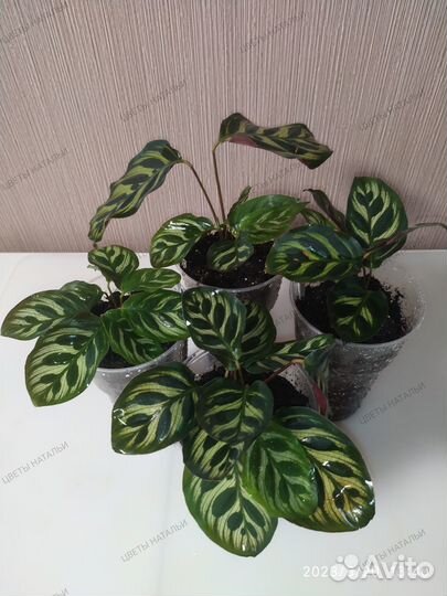 Калатея Макоя, Каролина, Руфибарба