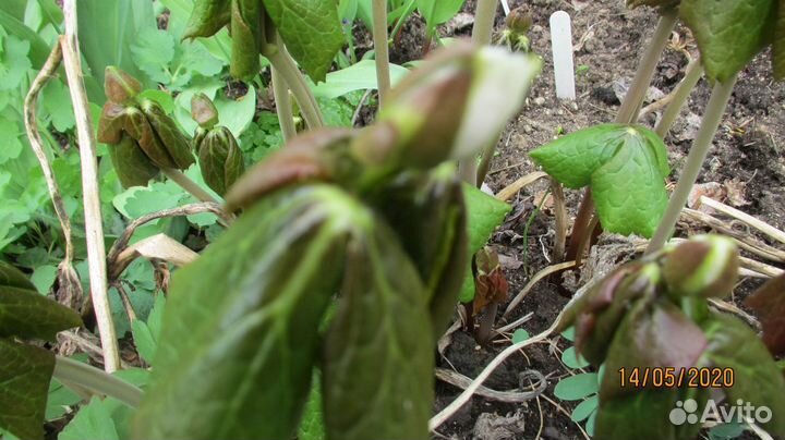 Подофилл Эмода