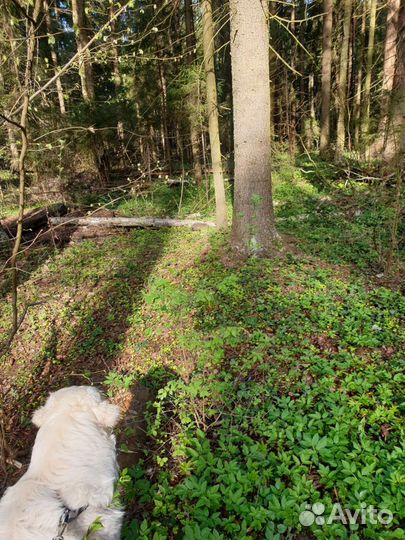Выгул собак в опытных руках
