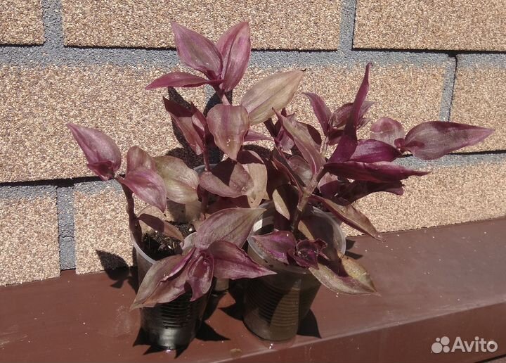 Традесканция силламонтана и пурпурная