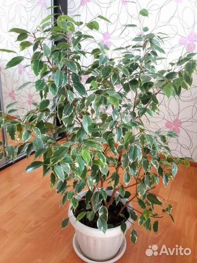 Комнатные растения