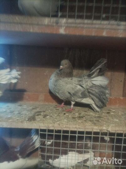 Голуби павлины, индийские лахоры