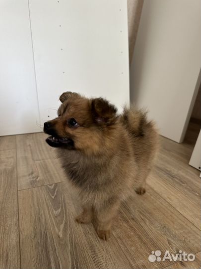 Малый немецкий шпиц