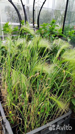 Котовники, астильбы, гейхеры, тимьяны, эхинацея