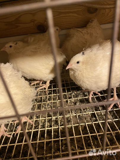 Перепелки несушки