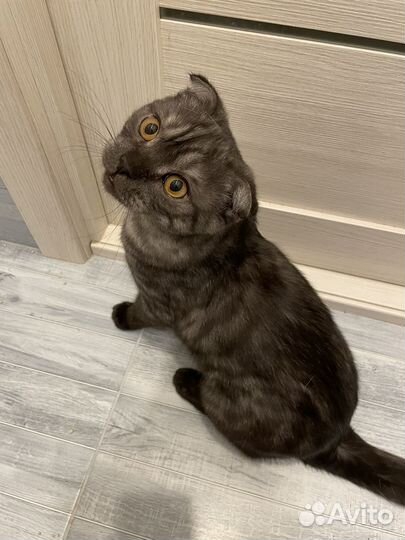 Отдам котика кота