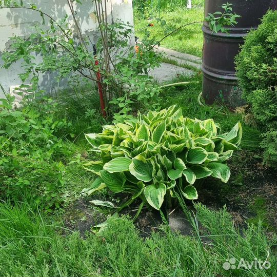 Хоста