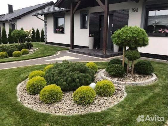 Хвойные растения