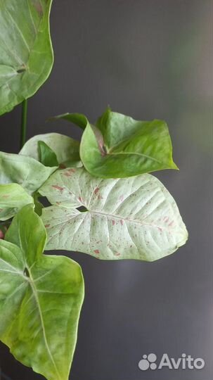 Сингониум конфети милк