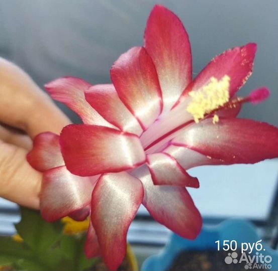 Декабрист (шлюмбергера)