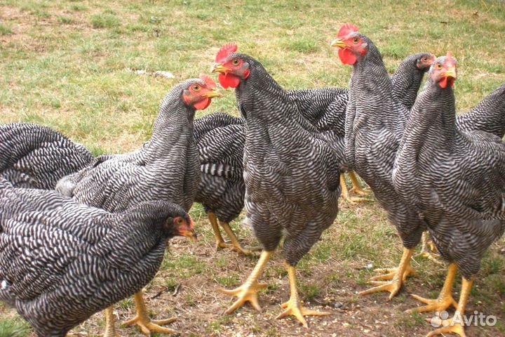Куры - молодки с бесплатной доставкой