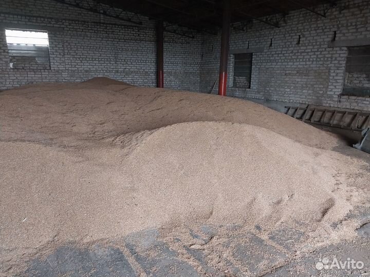 Зерно пшеница